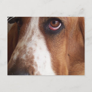 Basset Hound Dog Briefkaart
