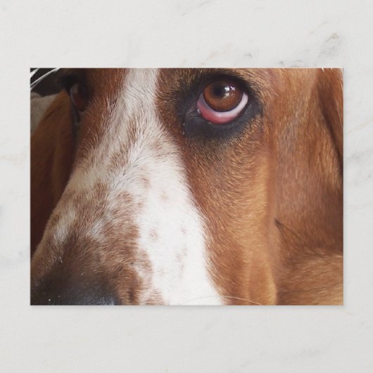 Basset Hound Dog Briefkaart (Voorkant)