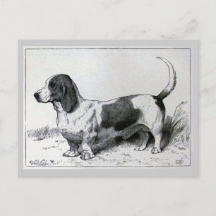 "Basset Hound"  Dog Illustratie Briefkaart