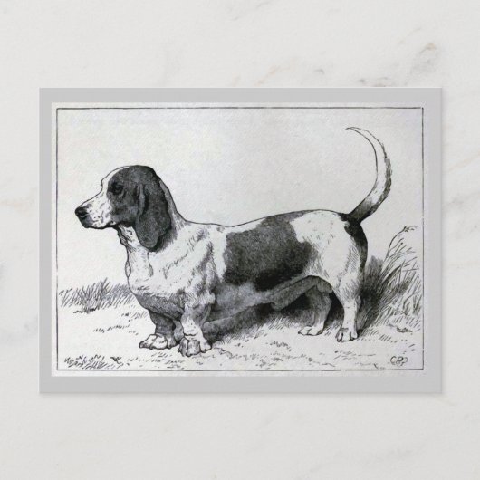 "Basset Hound"  Dog Illustratie Briefkaart (Voorkant)