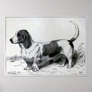 "Basset Hound"  Dog Illustratie Poster