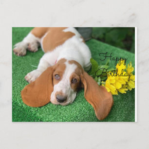 Basset hound Happy verjaardagskaart Briefkaart