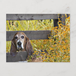 Basset Hound howdy Briefkaart