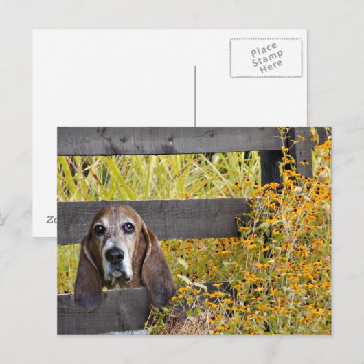 Basset Hound howdy Briefkaart (Voorkant / Achterkant)