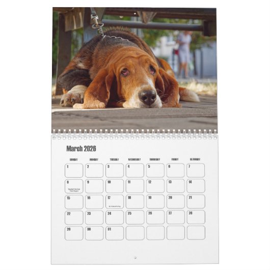 Basset Hound Kalender (Mar 2026)