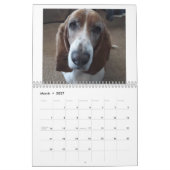 Basset hound kalender 24 maanden (Mar 2027)