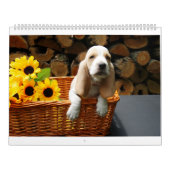 Basset hound-kalender kalender (Hoes)