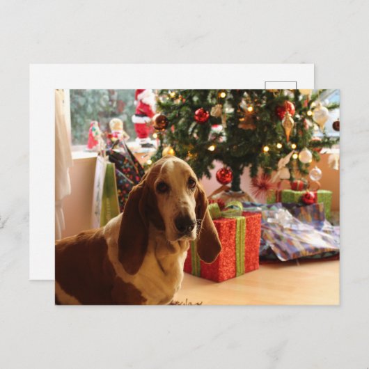 Basset hound Kerstmis Briefkaart (Voorkant / Achterkant)