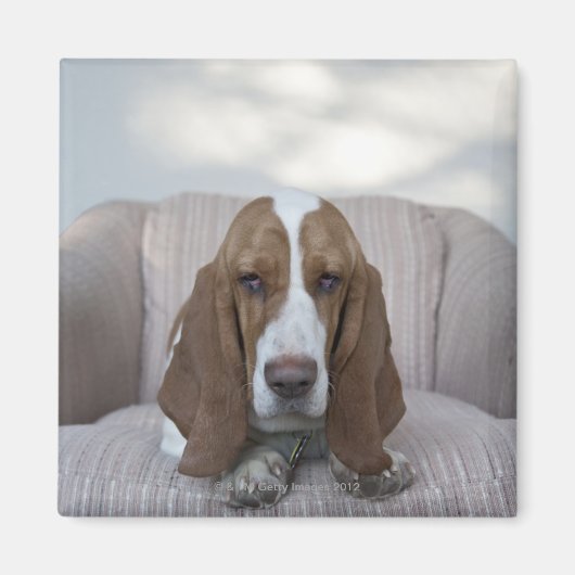 Basset Hound Magneet (Voorkant)