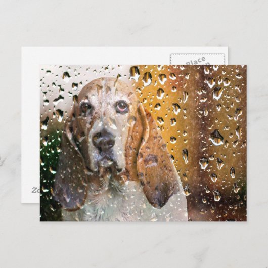 Basset Hound Miss U Briefkaart (Voorkant / Achterkant)