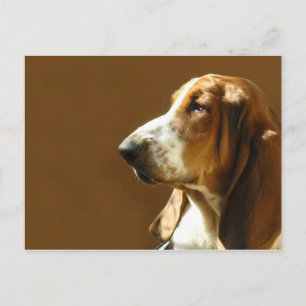 Basset Hound Photo Briefkaart