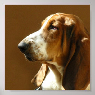 Basset Hound Photo Print