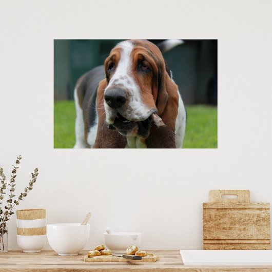 Basset Hound Poster (Keuken)