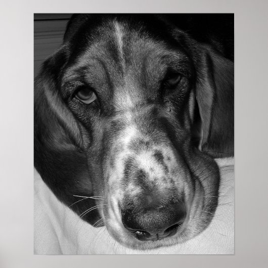 Basset Hound Poster (Voorkant)