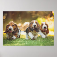 Basset Hound Puppies actief