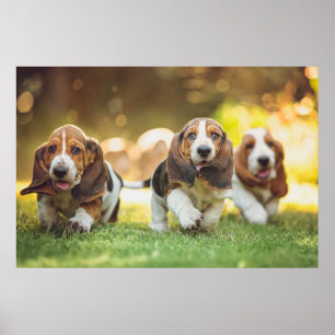 Basset Hound Puppies actief Poster