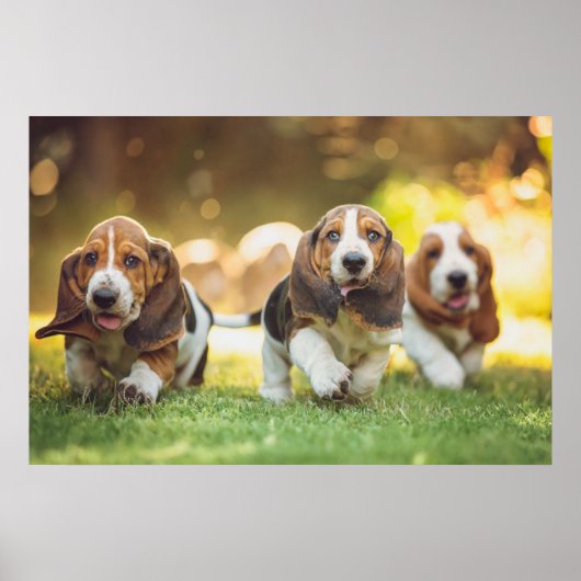Basset Hound Puppies actief Poster (Voorkant)