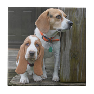 Basset Hound Puppy and Beagle Buddy Tegeltje