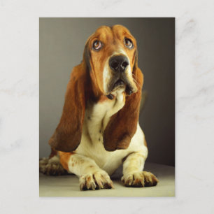 Basset Hound Puppy Dog Hallo Love, Denking You Briefkaart