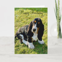 Basset Hound Puppy Hond Gelukkige Verjaardag