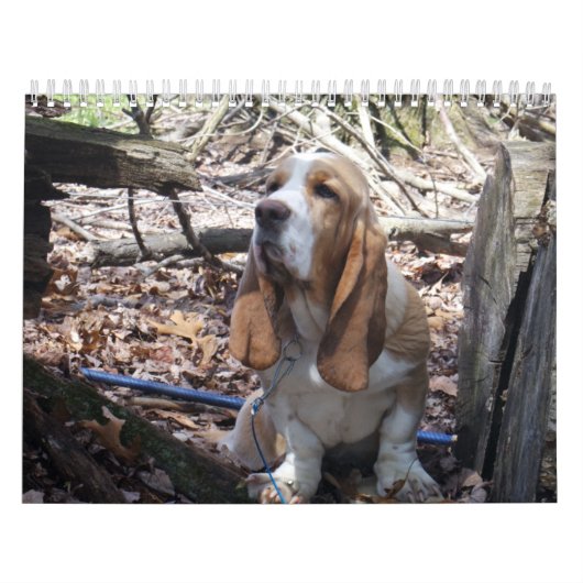 Basset Hound-puppy-kalender Kalender (Hoes)