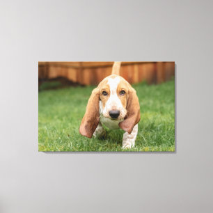 Basset Hound Puppy Loopt Canvas Afdruk