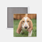 Basset Hound Puppy Loopt Magneet (Voorkant / Achterkant)