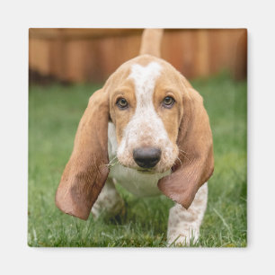 Basset Hound Puppy Loopt Magneet