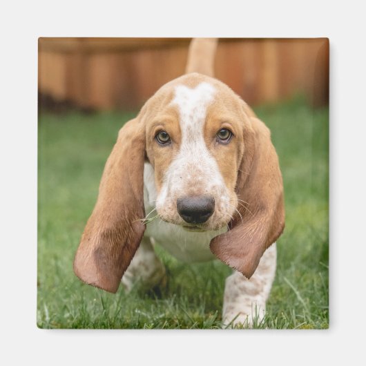 Basset Hound Puppy Loopt Magneet (Voorkant)