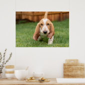 Basset Hound Puppy Loopt Poster (Keuken)