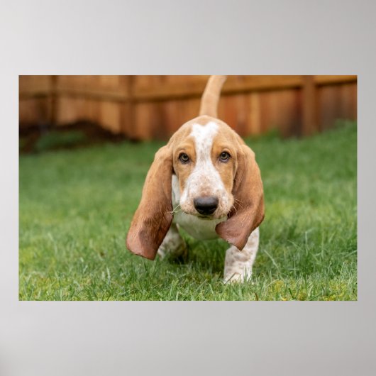 Basset Hound Puppy Loopt Poster (Voorkant)