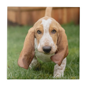 Basset Hound Puppy Loopt Tegeltje