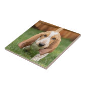 Basset Hound Puppy Loopt Tegeltje (Zijkant)