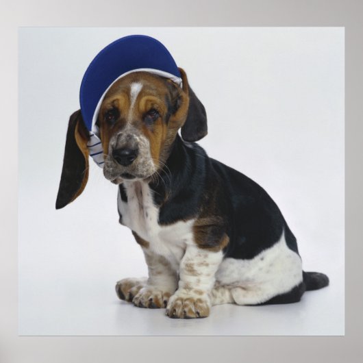 Basset Hound Puppy met bezoeker Poster (Voorkant)