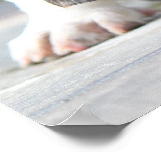 Basset Hound Puppy Poster (Hoek)