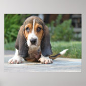 Basset Hound Puppy Poster (Voorkant)