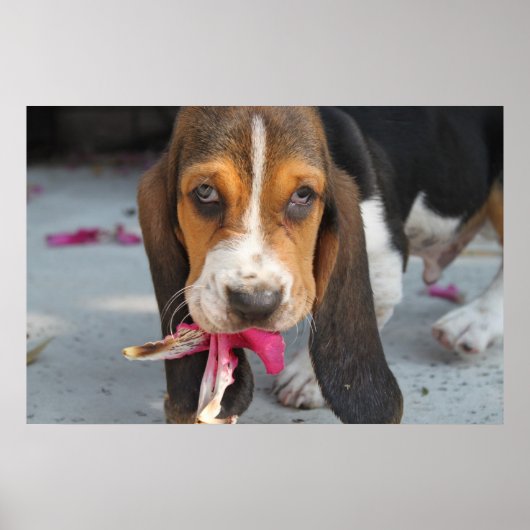 Basset Hound Puppy Poster (Voorkant)