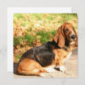 Basset Hound Sitting Invitations Kaart (Voorkant / Achterkant)