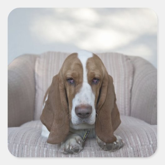 Basset Hound Vierkante Sticker (Voorkant)