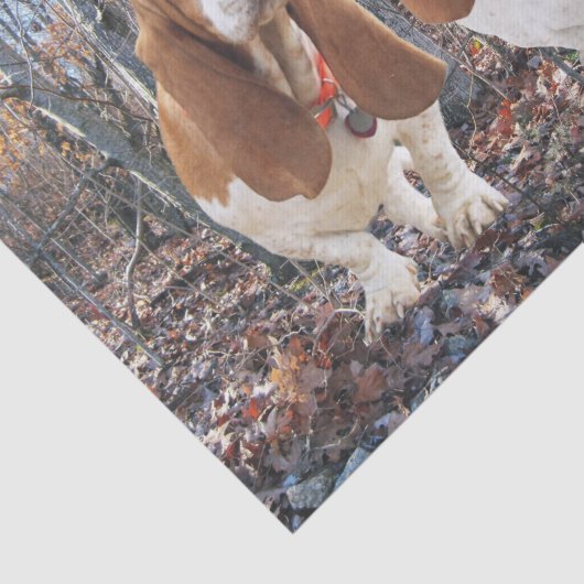 Basset Hounds in het Bos-weefselpapier Tissuepapier (Detail)