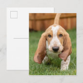Basset Houng Puppy Walking Briefkaart (Voorkant / Achterkant)