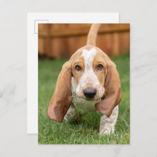 Basset Houng Puppy Walking Briefkaart (Voorkant / Achterkant)
