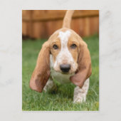 Basset Houng Puppy Walking Briefkaart (Voorkant)