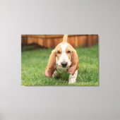 Basset Houng Puppy Walking Canvas Afdruk (Voorkant)