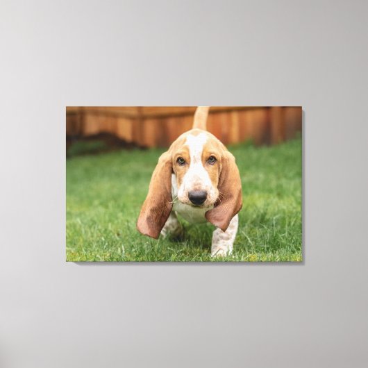 Basset Houng Puppy Walking Canvas Afdruk (Voorkant)