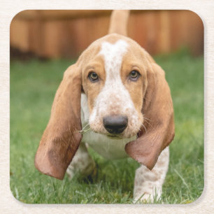 Basset Houng Puppy Walking Kartonnen Onderzetters