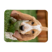 Basset Houng Puppy Walking Magneet (Horizontaal)