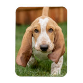 Basset Houng Puppy Walking Magneet (Verticaal)