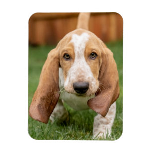 Basset Houng Puppy Walking Magneet