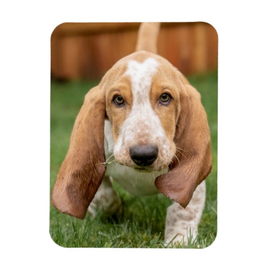 Basset Houng Puppy Walking Magneet (Verticaal)